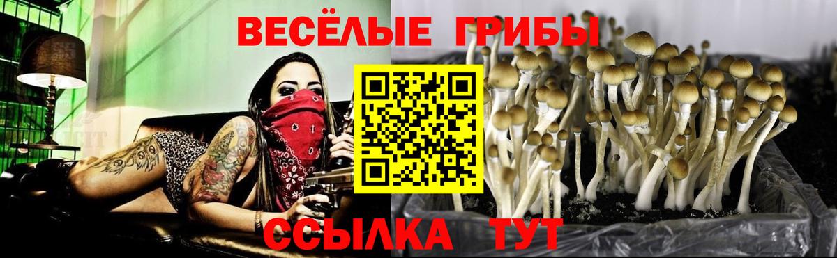 Галлюциногенные грибы Cubensis Ногинск